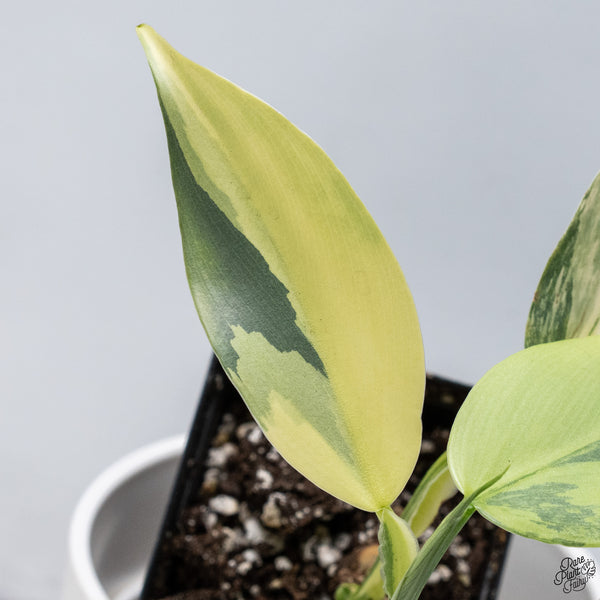 Philodendron 'Silver Sword' Variegated (wk33-C)