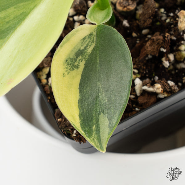 Philodendron 'Silver Sword' Variegated (wk35-H)