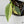 Philodendron 'Silver Sword' Variegated (wk35-H)