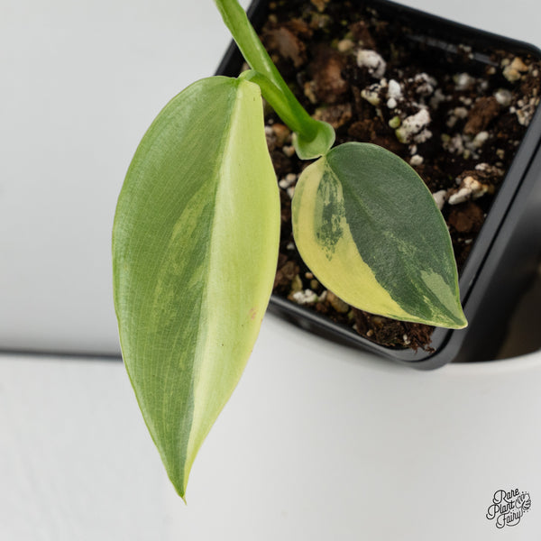 Philodendron 'Silver Sword' Variegated (wk35-H)