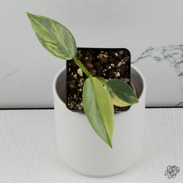 Philodendron 'Silver Sword' Variegated (wk35-H)