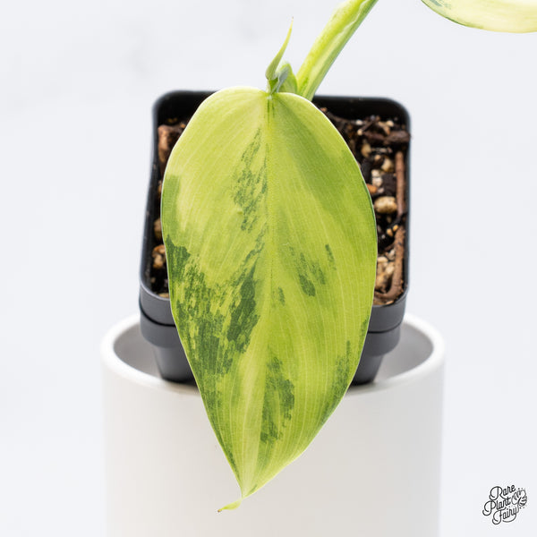 Philodendron 'Silver Sword' Variegated (wk36-C)