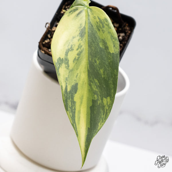 Philodendron 'Silver Sword' Variegated (wk36-C)