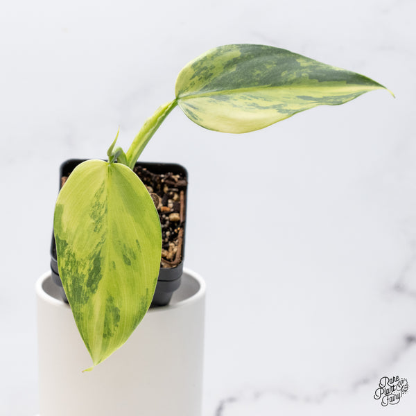 Philodendron 'Silver Sword' Variegated (wk36-C)