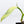 Philodendron 'Silver Sword' Variegated (wk36-C)