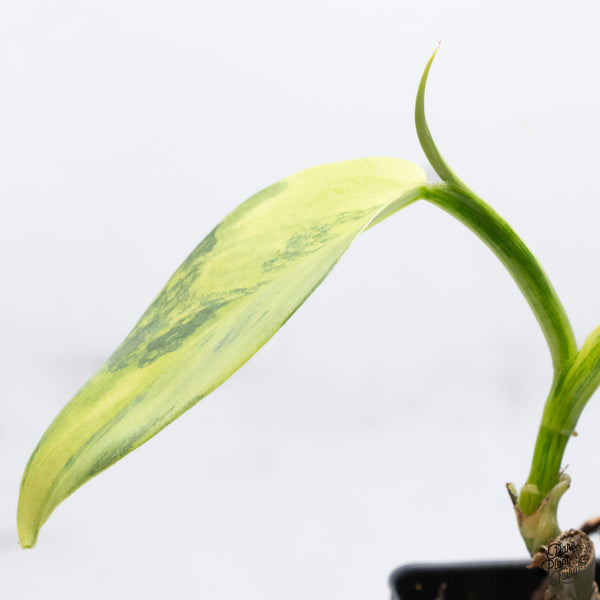 Philodendron 'Silver Sword' Variegated (wk36-C)