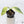 Philodendron 'Silver Sword' Variegated (wk36-C)