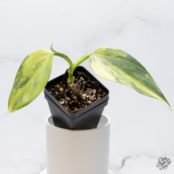 Philodendron 'Silver Sword' Variegated (wk36-C)