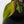 Philodendron Erubescens 'Skittles' ('White Knight Quadricolor') (wk32-AD)