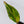 Philodendron Erubescens 'Skittles' ('White Knight Quadricolor') (wk32-AD)