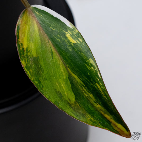 Philodendron Erubescens 'Skittles' ('White Knight Quadricolor') (wk32-AD)
