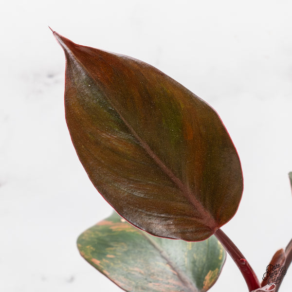 Philodendron Erubescens 'Skittles' ('White Knight Quadricolor') (wk46-C)