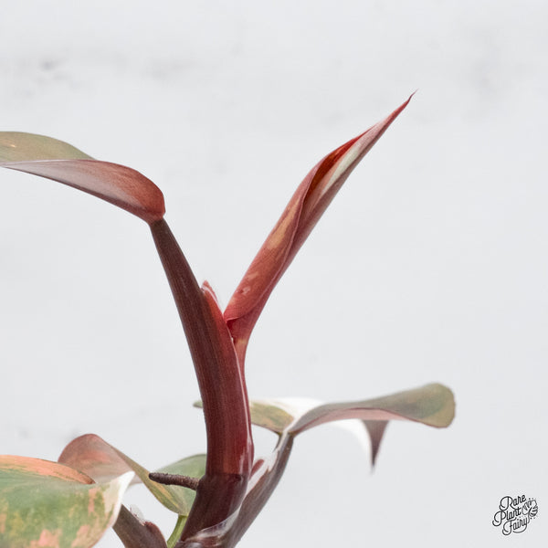 Philodendron Erubescens 'Skittles' ('White Knight Quadricolor') (wk49-UH)