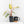 Philodendron 'Strawberry Shake'  *Grower's Choice*