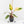 Philodendron 'Strawberry Shake'  *Grower's Choice*