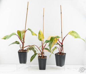 Philodendron 'Strawberry Shake'  *Grower's Choice*