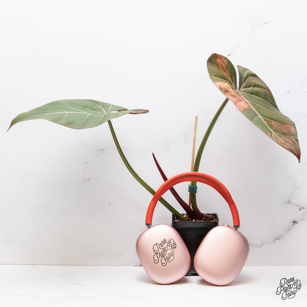 Philodendron 'Summer Glory' Variegated (wk37-O)