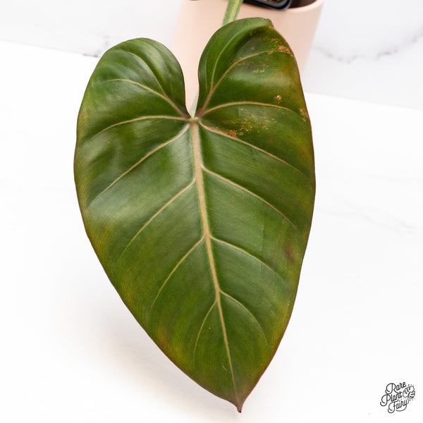 Philodendron 'Summer Glory' Variegated (wk37-O)