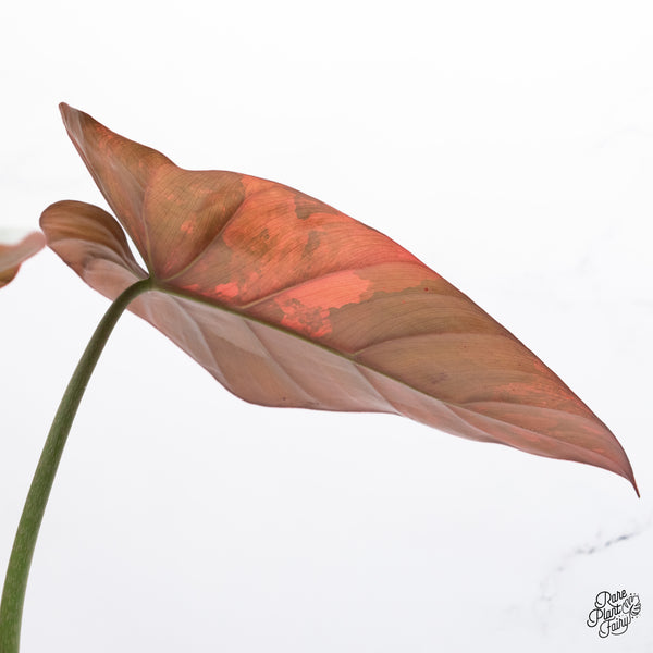 Philodendron 'Summer Glory' Variegated (wk37-O)