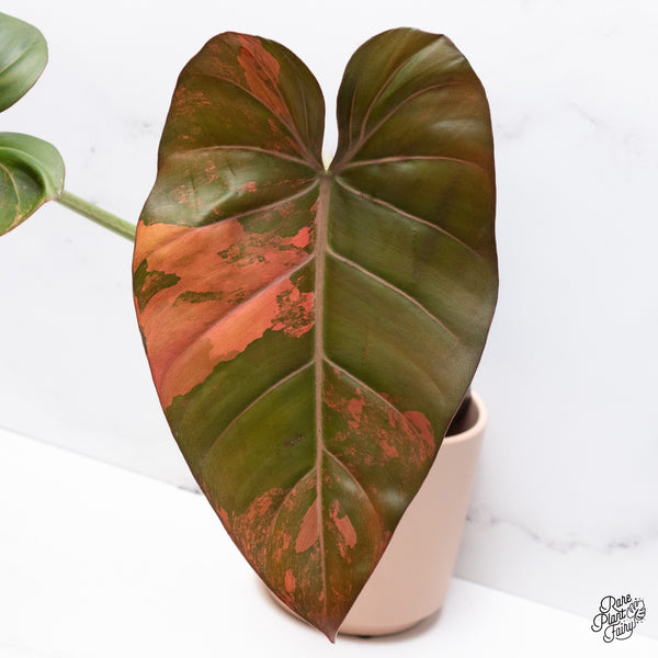 Philodendron 'Summer Glory' Variegated (wk37-O)