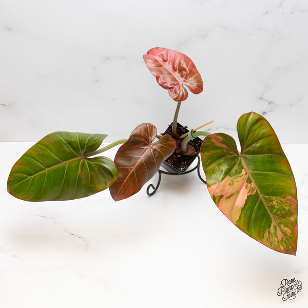 Philodendron 'Summer Glory' Variegated (wk50-UT)