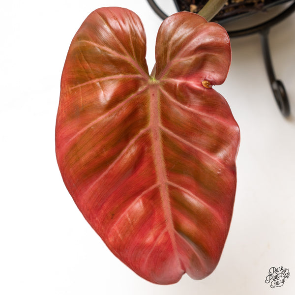 Philodendron 'Summer Glory' Variegated (wk50-UT)