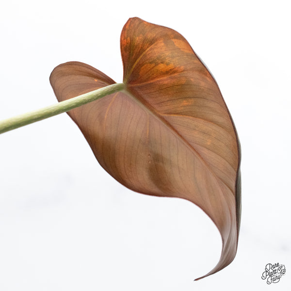 Philodendron 'Summer Glory' Variegated (wk5-UO)