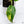 Philodendron 'Golden Goddess' Variegated(wk34-V)