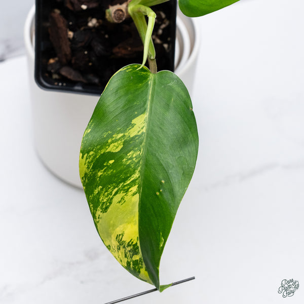 Philodendron 'Golden Goddess' Variegated(wk34-V)
