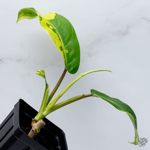 Philodendron 'Golden Goddess' Variegated(wk34-V)