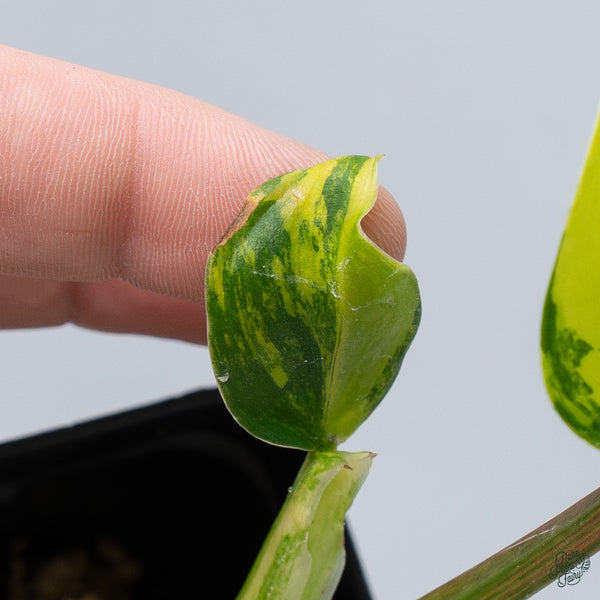 Philodendron 'Golden Goddess' Variegated(wk34-V)