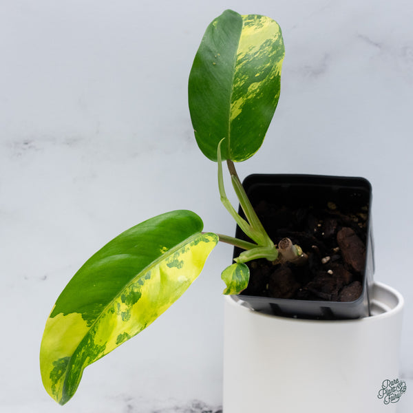 Philodendron 'Golden Goddess' Variegated(wk34-V)