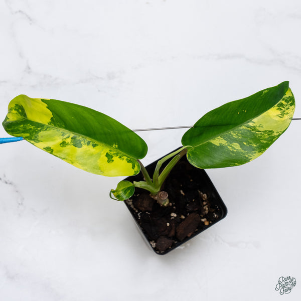 Philodendron 'Golden Goddess' Variegated(wk34-V)