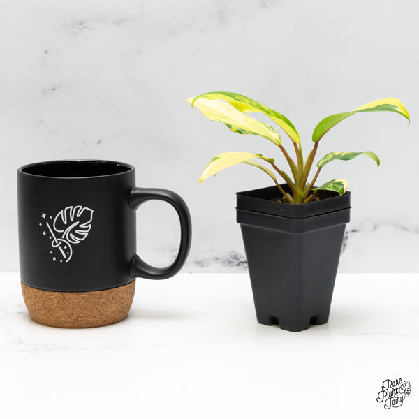 Philodendron 'Thai Sunrise' Variegated (wk50-G)