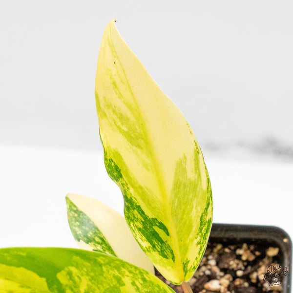 Philodendron 'Thai Sunrise' Variegated (wk50-G)