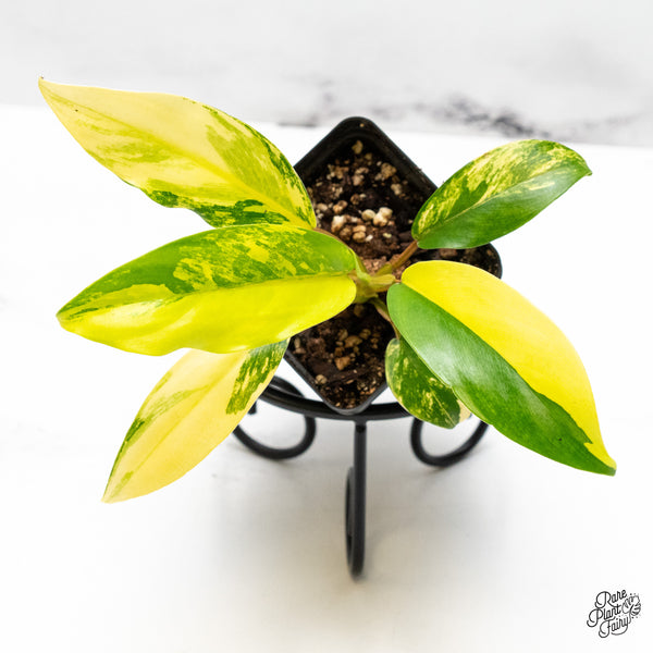 Philodendron 'Thai Sunrise' Variegated (wk50-G)
