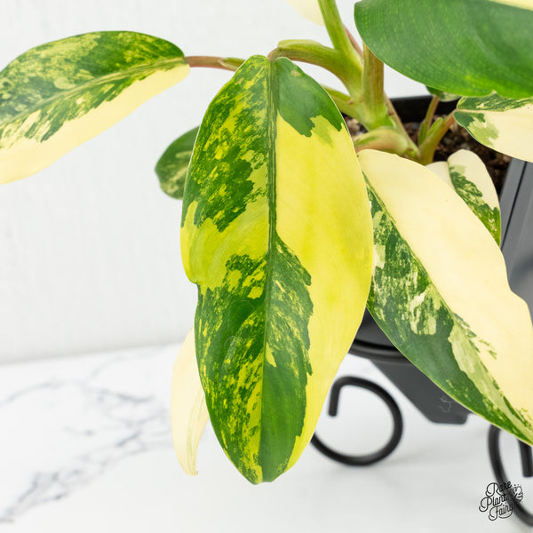 Philodendron 'Thai Sunrise' Variegated (wk6-D)