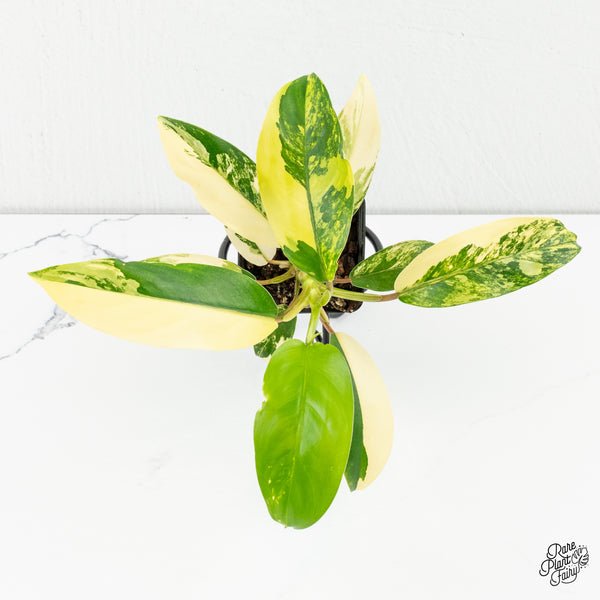 Philodendron 'Thai Sunrise' Variegated (wk6-D)