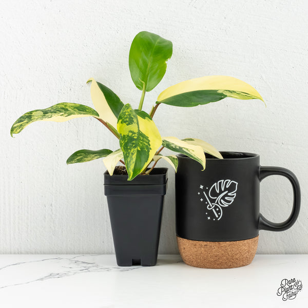 Philodendron 'Thai Sunrise' Variegated (wk6-D)