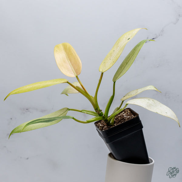 Philodendron 'Whipple Way' (wk34-D)