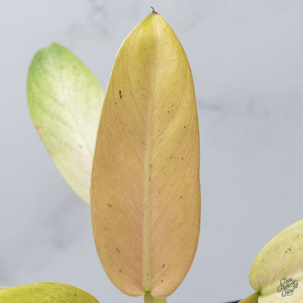 Philodendron 'Whipple Way' (wk34-D)