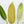 Philodendron 'Whipple Way' (wk34-D)