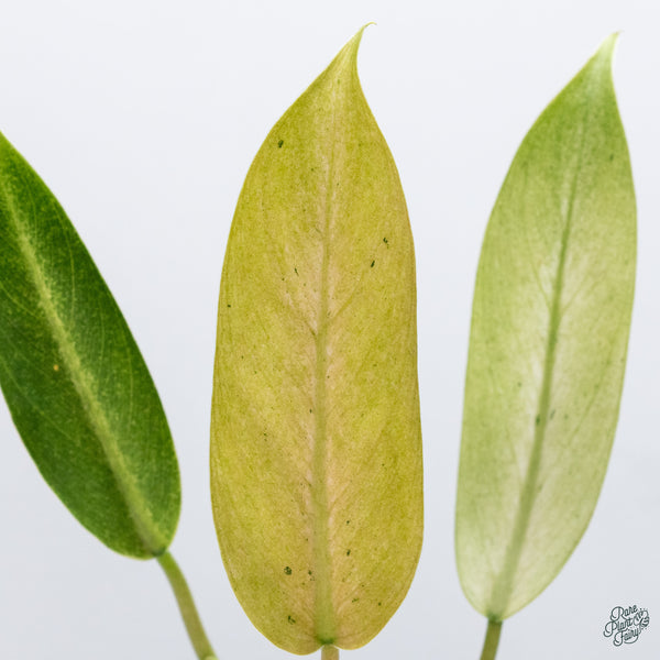 Philodendron 'Whipple Way' (wk34-D)