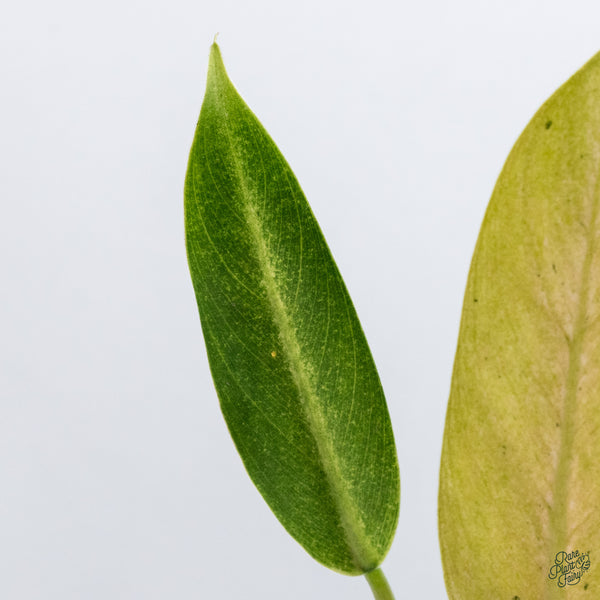 Philodendron 'Whipple Way' (wk34-D)
