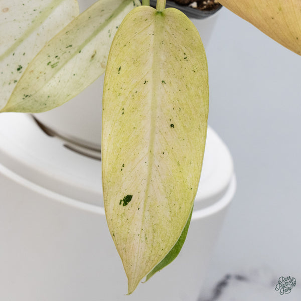 Philodendron 'Whipple Way' (wk34-D)