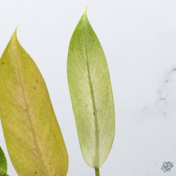 Philodendron 'Whipple Way' (wk34-D)
