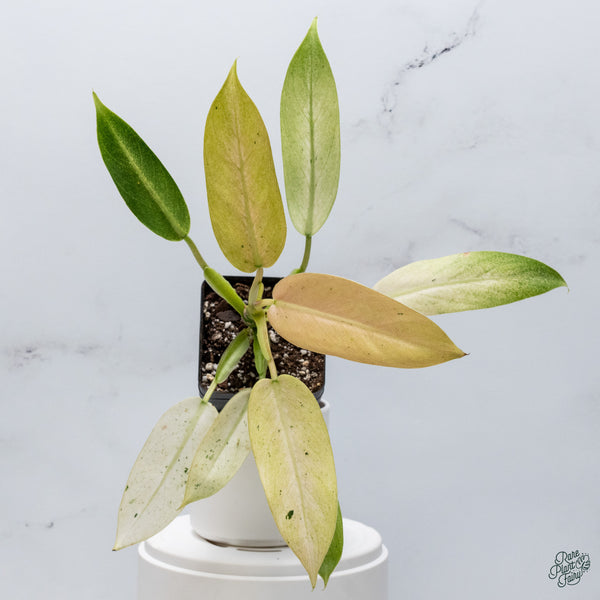 Philodendron 'Whipple Way' (wk34-D)