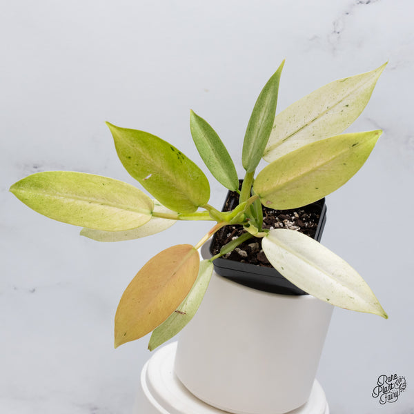 Philodendron 'Whipple Way' (wk35-B)