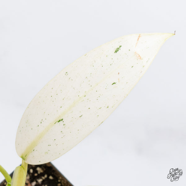 Philodendron 'Whipple Way' (wk36-A)