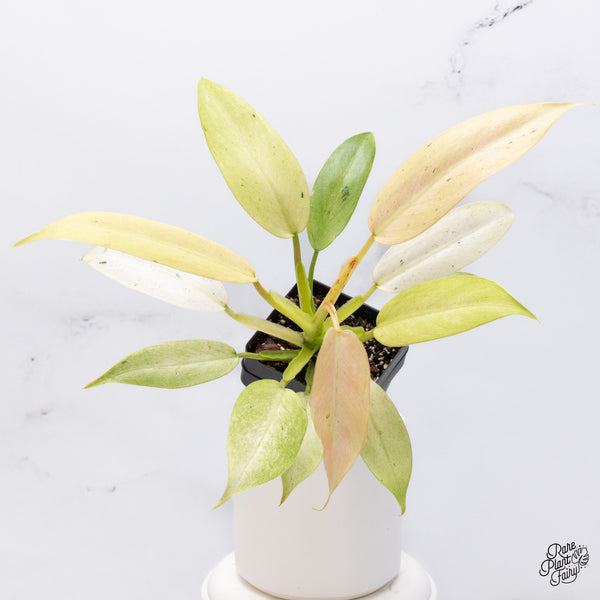 Philodendron 'Whipple Way' (wk36-A)